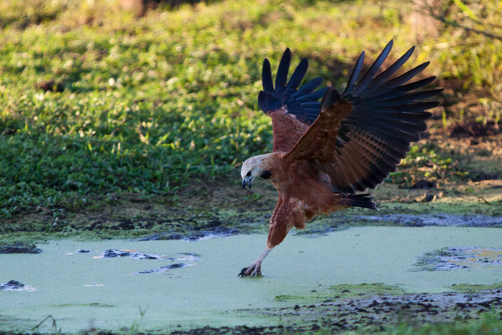 A Black-collared Hawk grabs a snail from a small pond