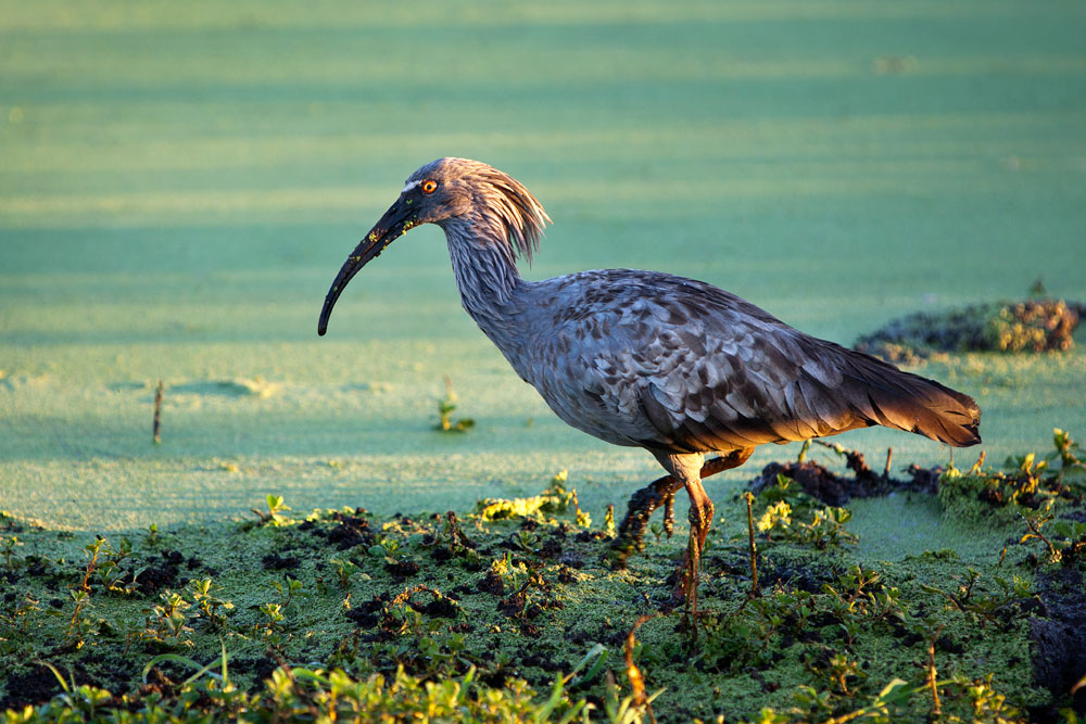 A Plumbeous Ibis searches the water for a small meal.