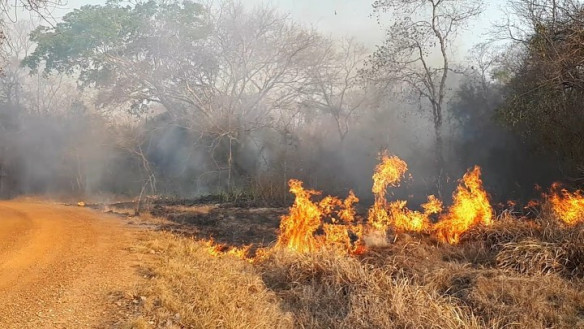 Como estão as onças em meio aos incêndios do Pantanal?