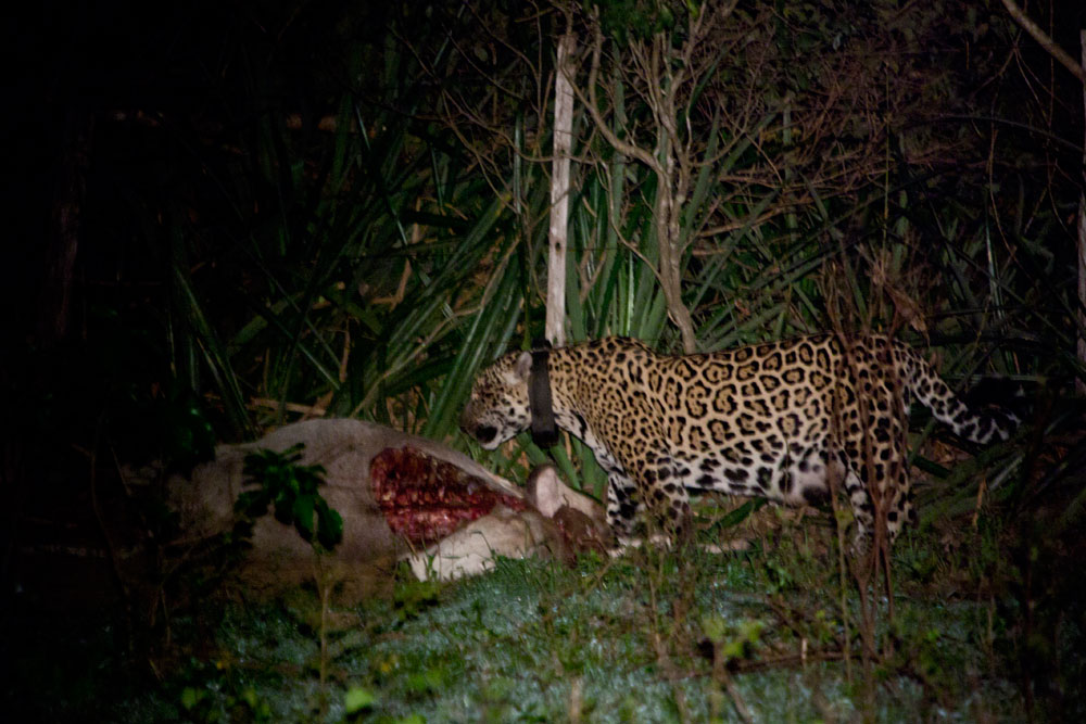 Here you can see Teorema, a very large female Jaguar, feeding on the carcass