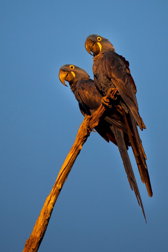A pair of Hyacinth Macaws
