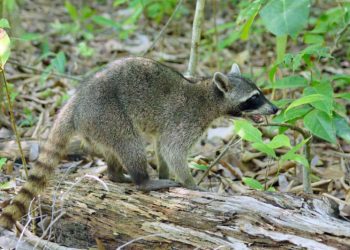 mao-pelada mao-pelada