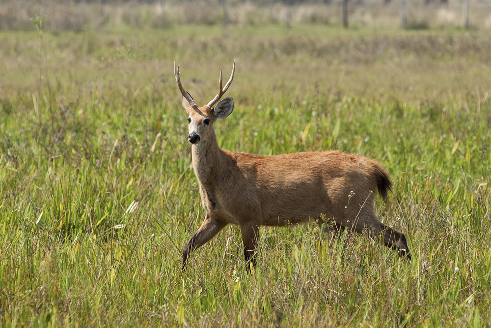 The Marsh Deer is the largest deer species in South America. It can be as long as 2m and as heigh, at the rump, as 1,2 m.