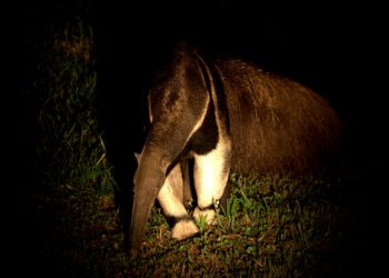 mg_1118edit Tamanduá-bandeira (Myrmecophaga tridactyla). Categoria vulnerável na Lista de Espécies da Fauna Brasileira Ameaçadas de Extinção, elaborada pelo ICMBio - Foto: Fábio Paschoal