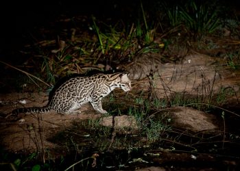 To of the characters in this saga...the Ocelot (seen here fishing) To of the characters in this saga...the Ocelot (seen here fishing)
