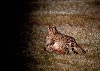 ocelot2