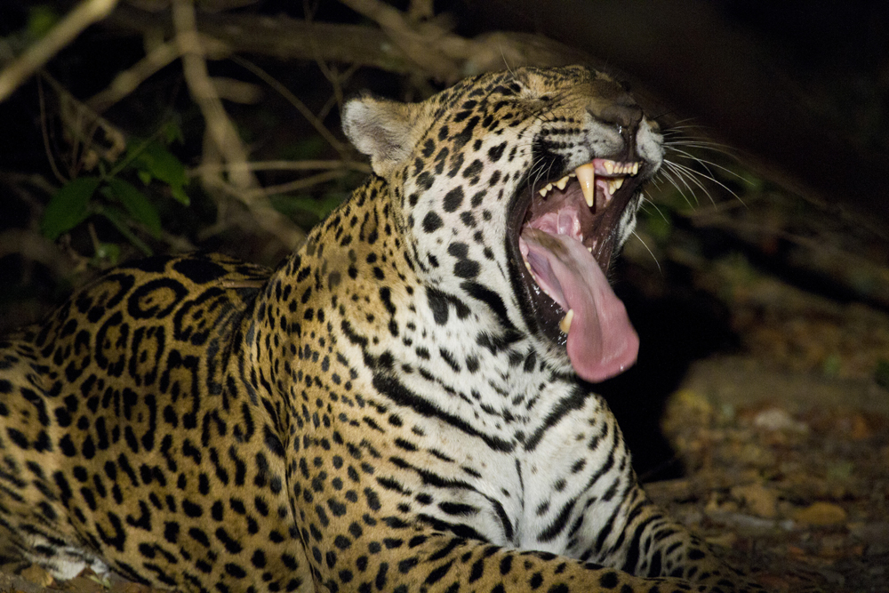 A female Jaguar at Caiman Ecological Refuge