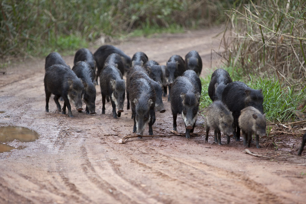 A heard of White- lipped Peccary. When together in big numbers these animals can be quite intimidating.