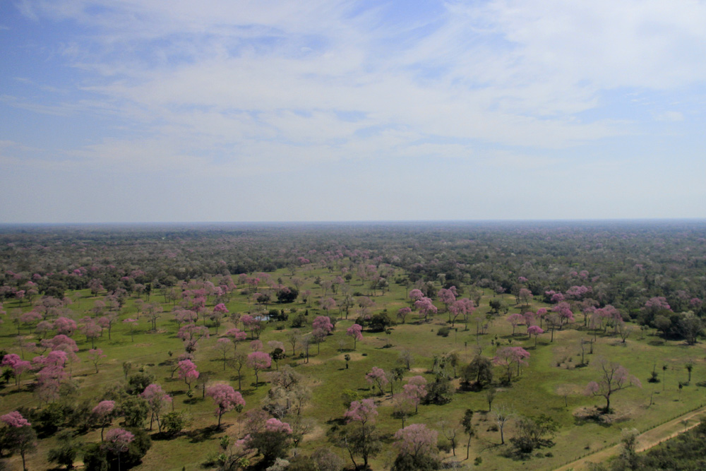 An aerial view of what the Pantanal currently looks like. The pink coloured Piuva trees are striking throughout the landscape