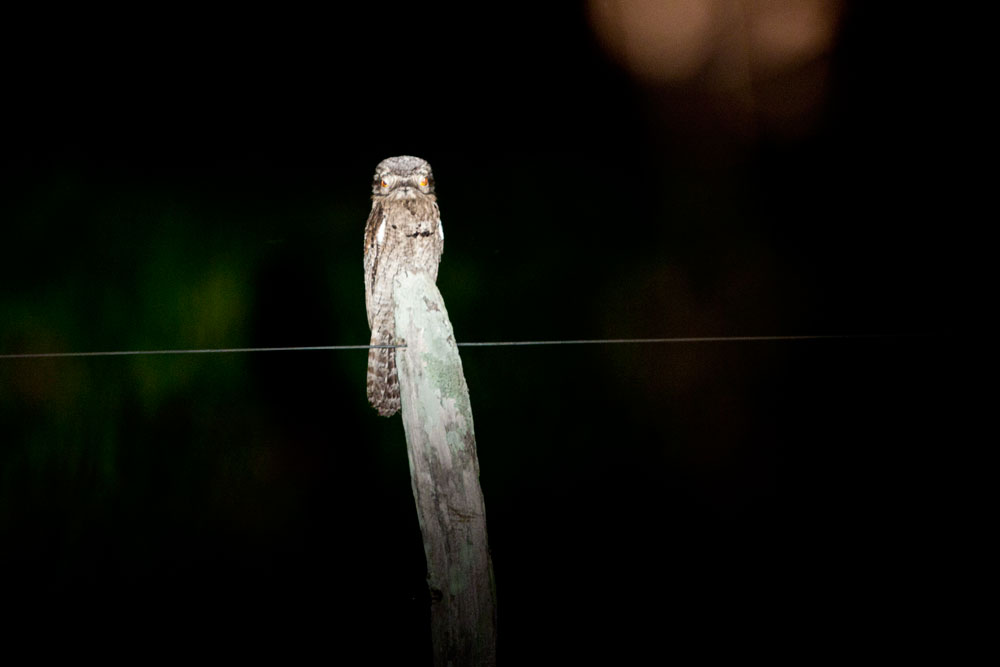 A Common Potoo sits on its favourite fence post