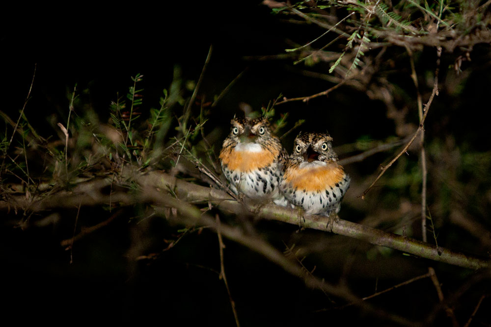 A pair of Chaco Puffbirds is woken up