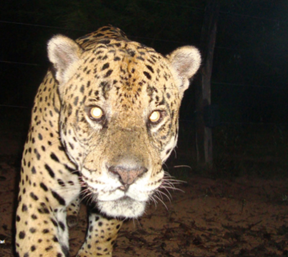 Caught by the camera trap. In this picture you can clearly see the torn region on his lower nose.