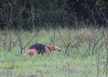 Southern Anteater - I am well aware that the picture is not the greatest, but it does show you just how difficult these animals are to see. I have seen two in the last 5 months. Any sighting of this animal will be remembered forever. Southern Anteater - I am well aware that the picture is not the greatest, but it does show you just how difficult these animals are to see. I have seen two in the last 5 months. Any sighting of this animal will be remembered forever.