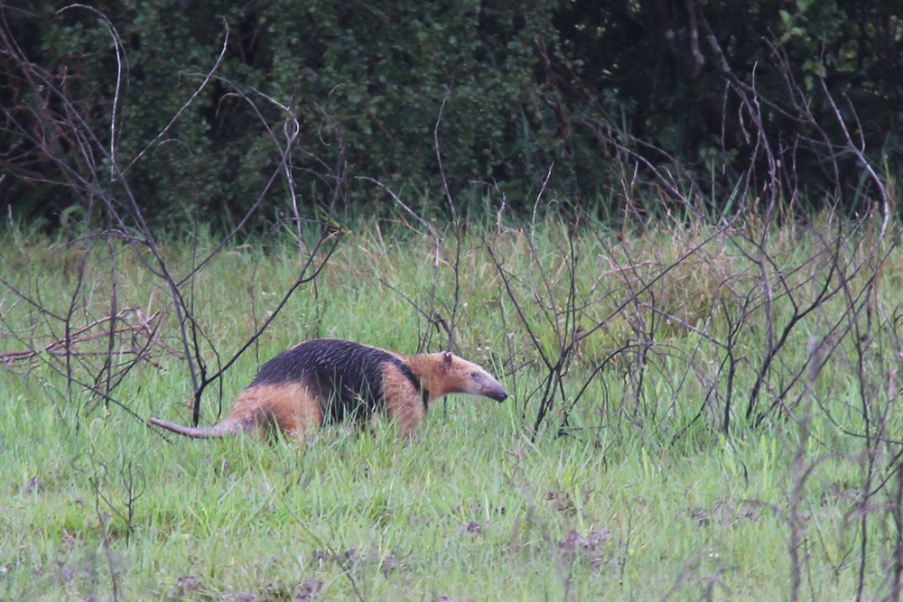 Southern Anteater - I am well aware that the picture is not the greatest, but it does show you just how difficult these animals are to see. I have seen two in the last 5 months. Any sighting of this animal will be remembered forever.
