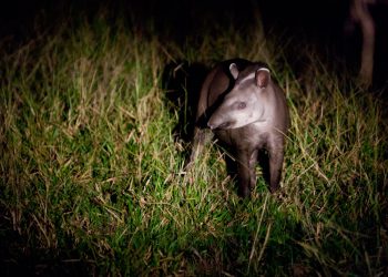 They are in fact related to horses and rhinoceroses. They are in fact related to horses and rhinoceroses.