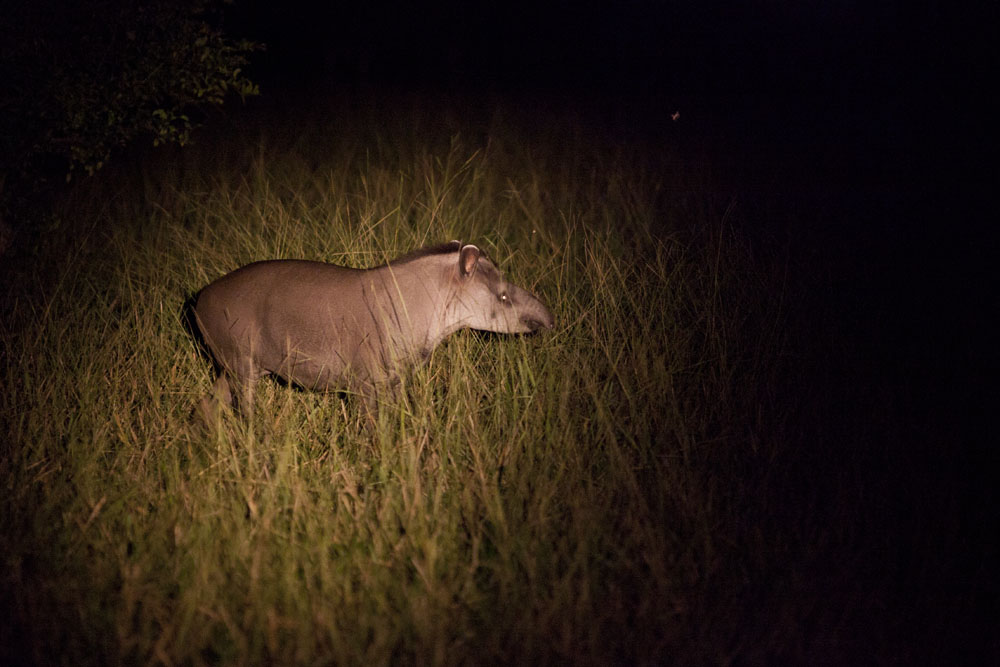 A Tapir...the heaviest land mammal in South America
