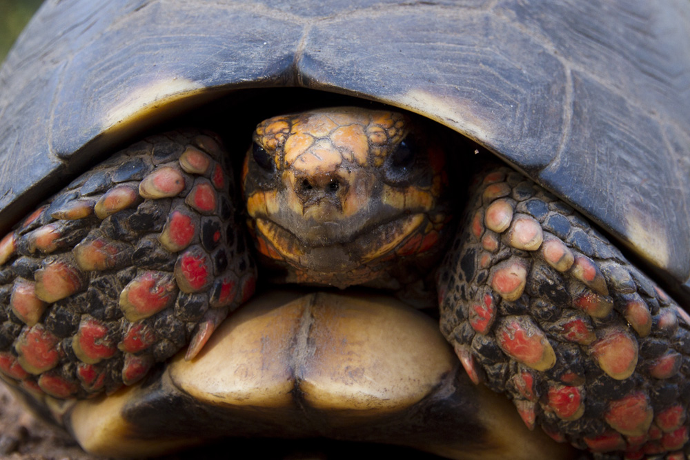 An inquisitive tortoise moves closer for a better view