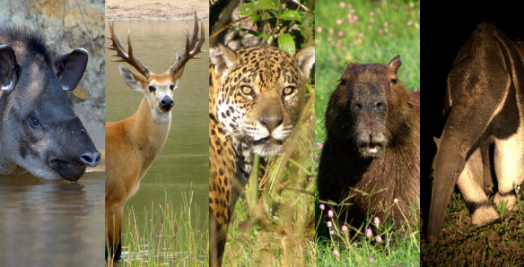 Big 5 do Pantanal: conheça os maiores animais da planície pantaneira