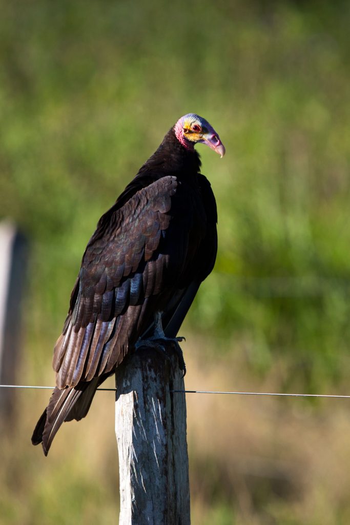 Yellow-headed Vulture