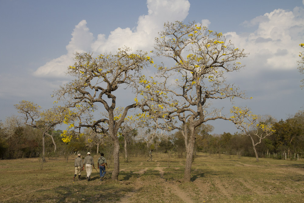 The flowering Yellow Ipe trees provide a glorious backdrop to a morning walk in the Pantanal.