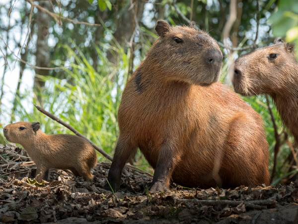 Capivara em um fundo branco animais da américa do sul