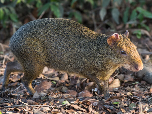 Capivara Agiota semi apocaliptica