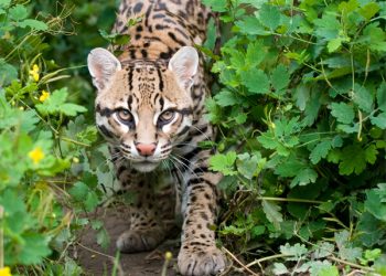 jaguatirica jaguatirica