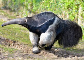 tamandua-bandeira tamandua-bandeira