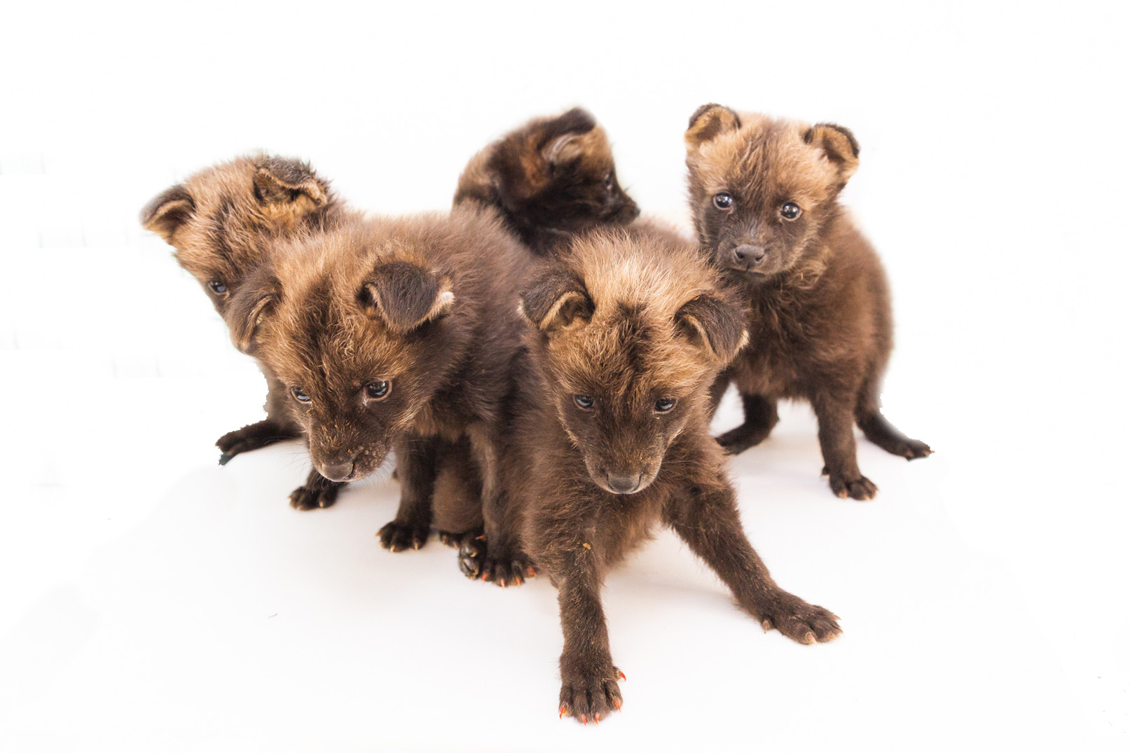 Onçafari resgata cinco filhotes órfãos de lobo-guará