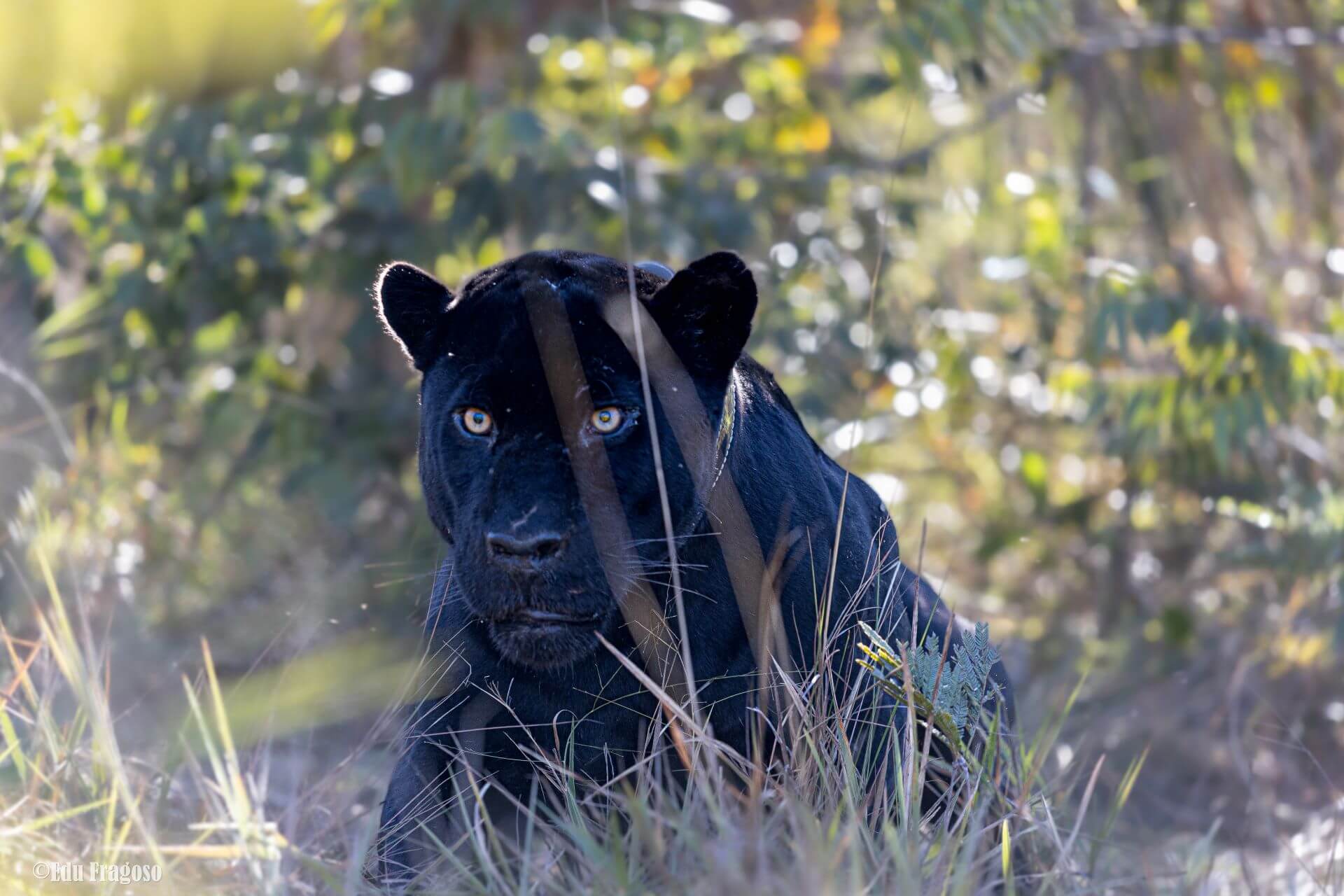 Black jaguar, a symbol of resistance in the fight for the conservation of the Cerrado