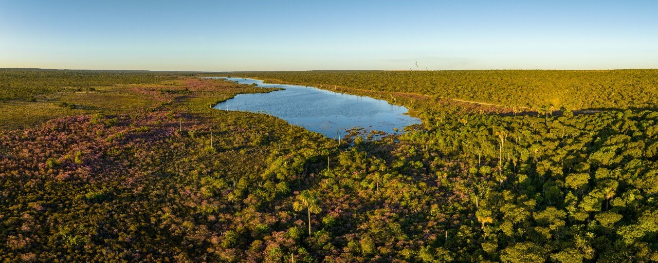 Dia do Cerrado: O desafio de conciliar o agronegócio com a conservação do bioma