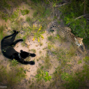 i-4ZBdbQD-XL i-4ZBdbQD-XL