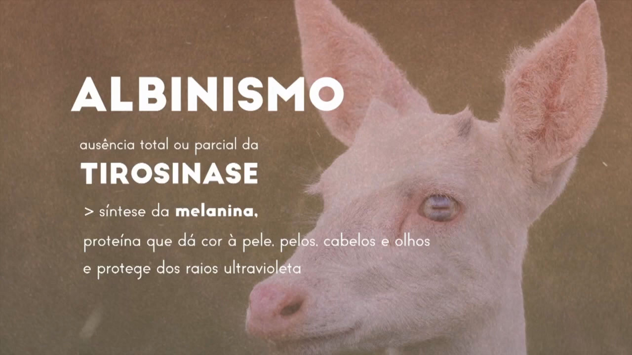 Programa + Natureza: TV Morena – Mutações genéticas relacionadas à coloração em animais selvagens