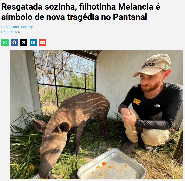 CONEXÃO PLANETA: Resgatada sozinha, filhotinha Melancia é símbolo de nova tragédia no Pantanal