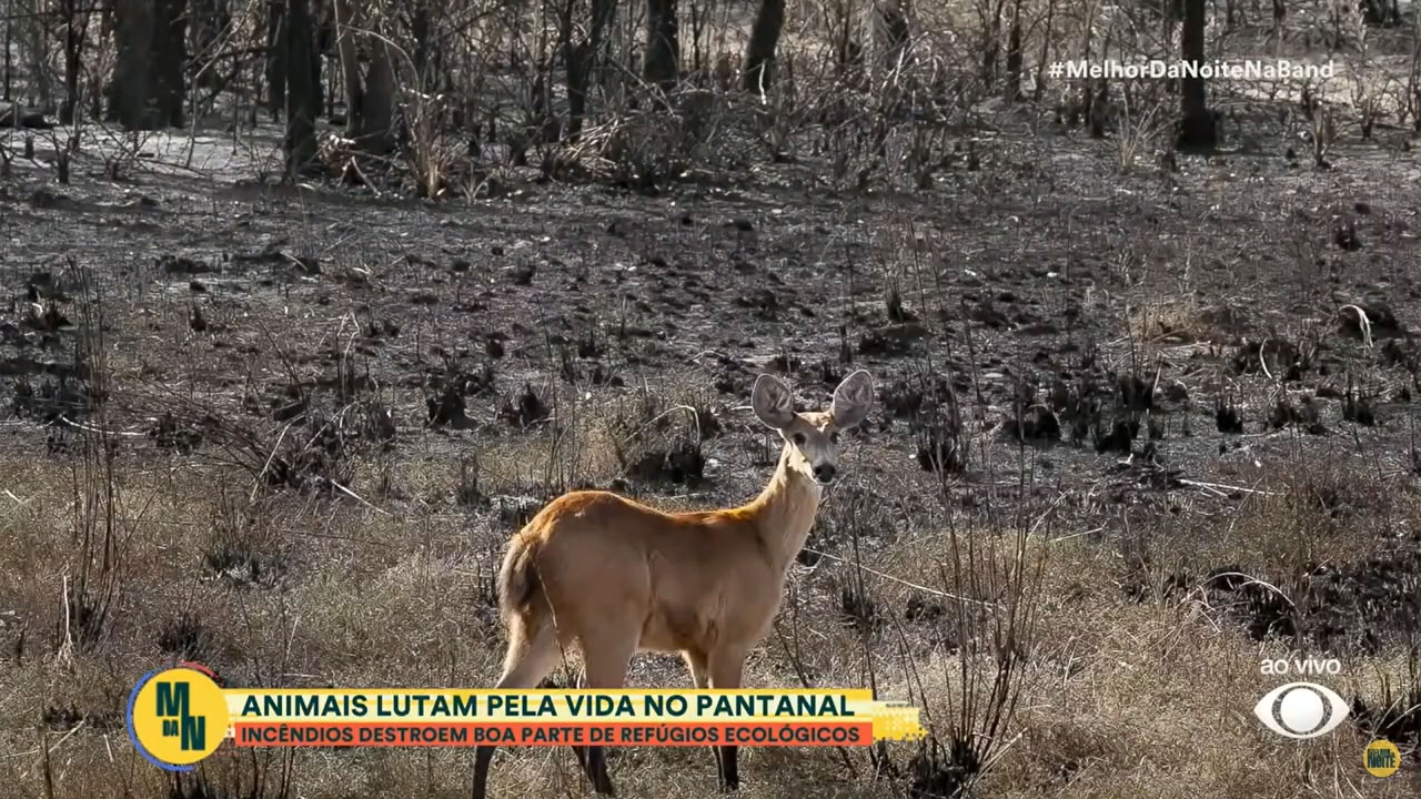 Melhor da Noite na Band: Pantanal volta a sofrer com incêndios e animais lutam pela vida