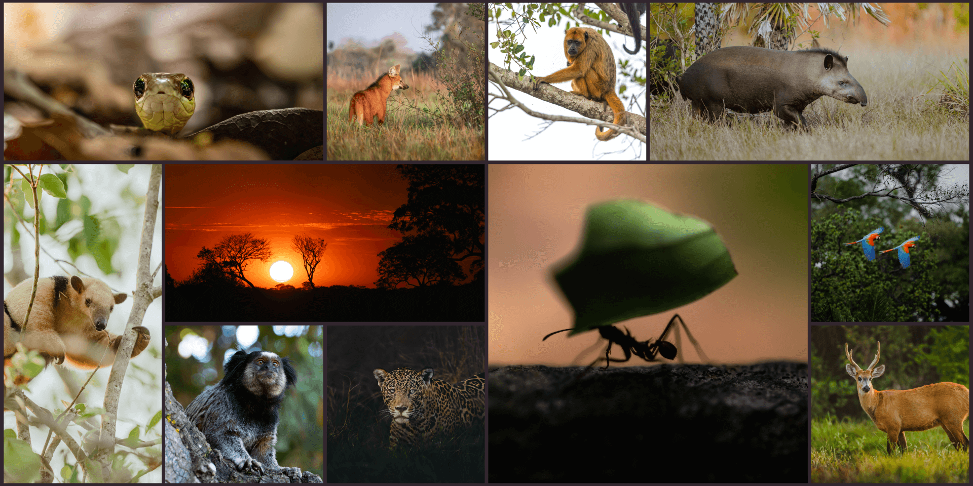 A biodiversidade e sua importância