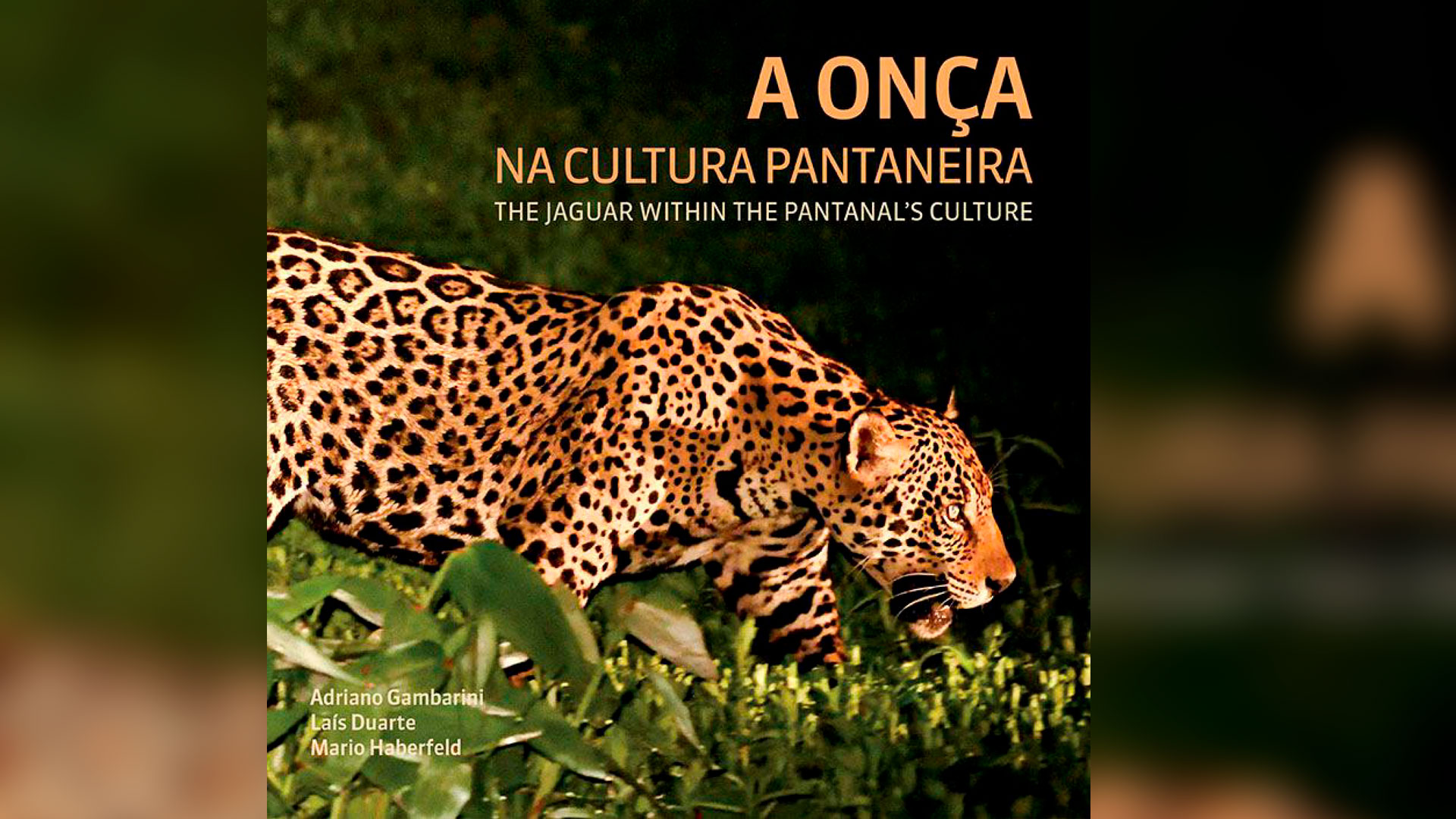 A Onça-Pintada na Cultura Pantaneira: Histórias, Mitos e Conservação